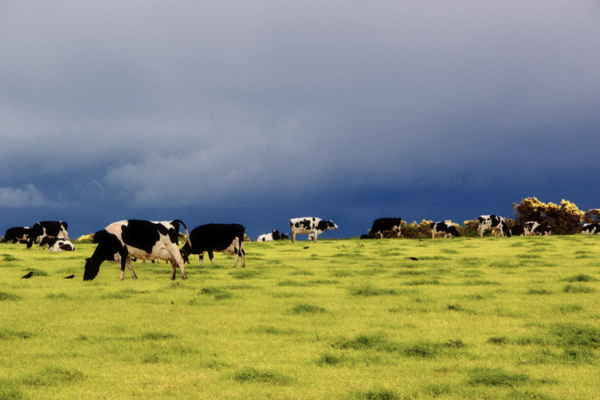 Sweden & New Zealand and Private Sector Join to Invest in Agteria Biotech to Tackle Methane Emissions with Innovative Feed Additives