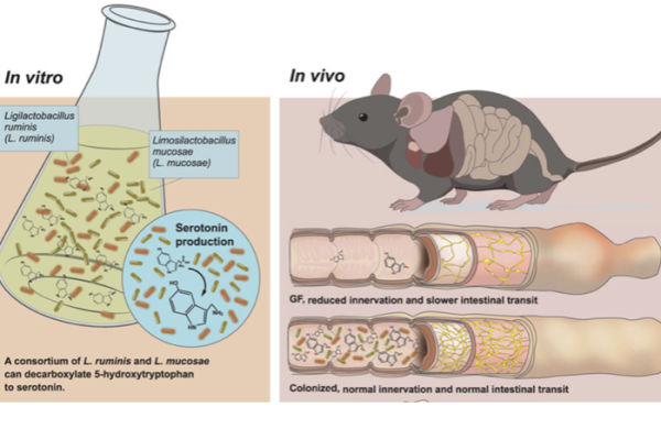 A Future IBS Treatment from Sweden?