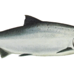 It's a Catch! Here are the latest Fish & Water Innovations from the Nordics