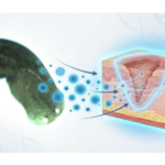 From Malmö’s ponds to the frontier of regenerative medicine - Flatworms, extracellular vesicles, and the uneasy promise of cross‑species healing
